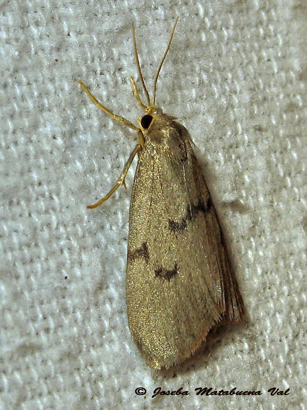 Apaidia mesogona - Erebidae